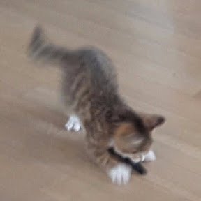 XxlCats's profile picture. Aboneer op CuteCatsXXL op YouTube! 😁