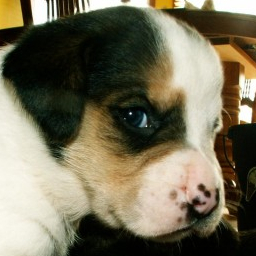 zhogue's profile picture. Hawkeyes. All dogs are puppies. Oxford commas. Hard G. Flap in front. Loop, swoop, and pull. Pop. Han shot first. 🍍 🍕. Legacy blue check.