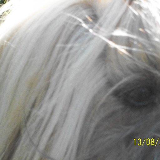 victorutopie's profile picture. 