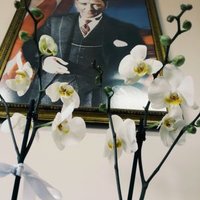 Azize Gül (@azizegl4) 's Twitter Profile