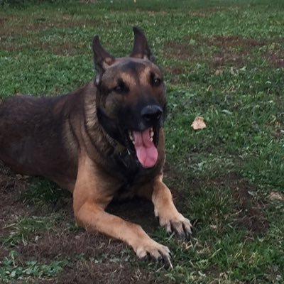 k9_eddie's profile picture. Working Dogs, Detection K9’s