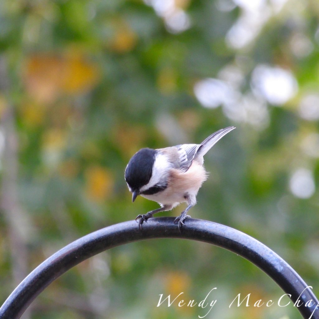 Art & nature feed my soul. My grandson fills my heart. Amateur photographer & artist #LdnOnt Instagram: -  https://t.co/MSM6VSNY73 (photos are my own)