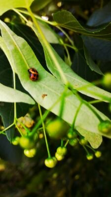 Aliised's profile picture. 