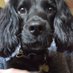 Dick + Dog (@dickanddog) Twitter profile photo