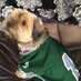 Kona the Hound (@konathehounddog) Twitter profile photo Kona the Hound (@konathehounddog) Twitter profile photo