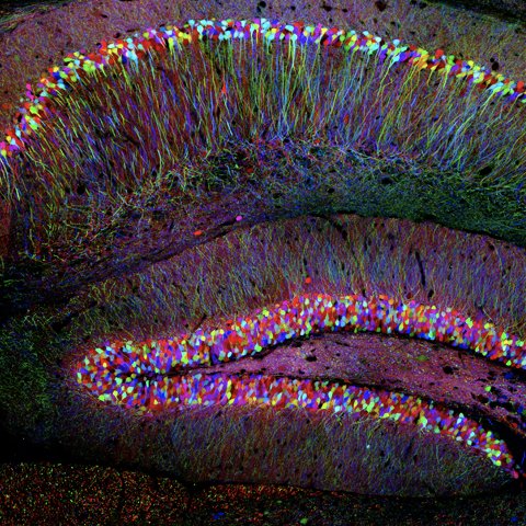 Systems Neuroscience mailing list - Job ads and announcements from the broader field of systems neuroscience.