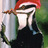 PamAGould's profile image