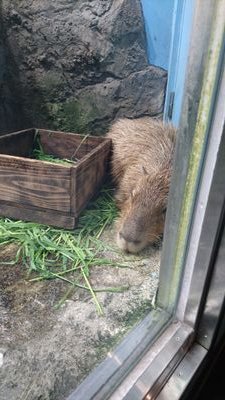 yrsnht's profile picture. 閲覧用/成人済/腐