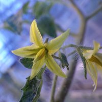 Specialized Metabolisms (@plant_sm_msu) 's Twitter Profile