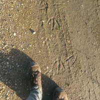 nathania (@natteronyeah) 's Twitter Profile Photo