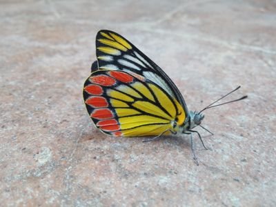 RiteshR17272411's profile picture. I am nature lover