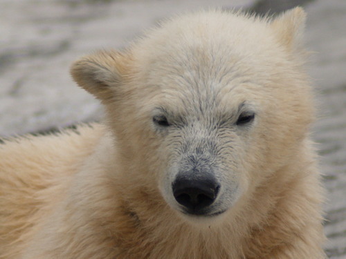 hikari283a's profile picture. 元気に旅ができるよう、日々の暮らしを積み重ねていきたいと思います。まち歩き、公共交通機関の乗車（国内完結夜行列車が特に好き。現在11カ国）、NPB•MLB観戦、オペラ•歌舞伎•宝塚鑑賞、アートや建物も好きです。皆さま、いろいろ教えてください。crb37th総務。