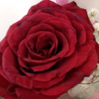 عمه الديوثيين الغربيه (@ahood_zhh) Twitter profile photo