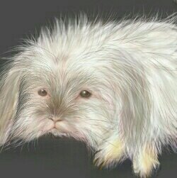 SHIROさんのプロフィール画像