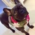 I am eco-frenchie (@imecofrenchie) Twitter profile photo I am eco-frenchie (@imecofrenchie) Twitter profile photo