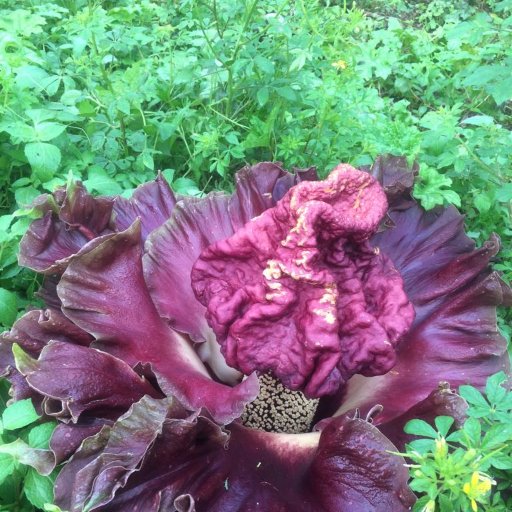 wandira's profile picture. Lemongrass, ginger, rosemary, kaffir lime