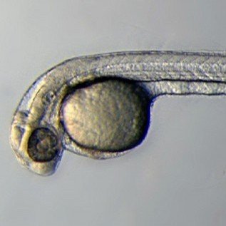 corelab_zebra's profile picture. Core-lab Zebrafish Facility in Mie University 三重大学コアラボ・ゼブラフィッシュ飼育施設です。
導入した系統、飼育関係のTweetをします（たぶん）。