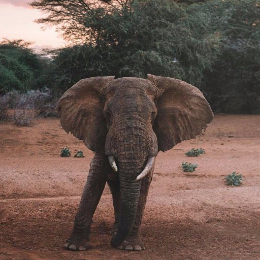 big5questsafari's profile picture. Do you have a Safari or tour you've been planning on taking? Call us lets make it happen together we bring safaris to life!!!