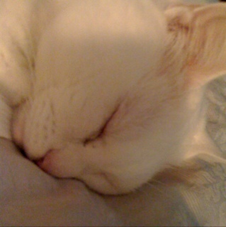 supoli's profile picture. married to felixmeister, running a home business.