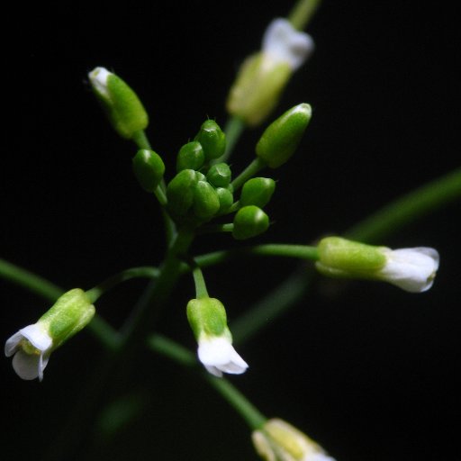 Science, news and fun from Peter Schlögelhofer's lab @maxperutzlabs @univienna @viennabiocenter @Mentor_Plant. #Arabidopsis #meiosis #recombination #DNA_repair