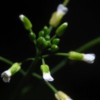 The Schlögelhofer Lab (@the_ps_lab) 's Twitter Profile