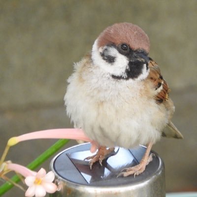 ちゅん太 おはようございます 梅雨入りしましたが今朝はお日様が出ています お隣さんの屋根の上には可愛い 子がまたネムネムしています 可愛いです 今日は一日晴れたらいいね すずめ 小鳥 野鳥 ちゅん活 Pilfink Sparrow Passero 참새