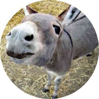 Space Donkey ©️ 🦖 Profile