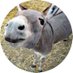 Space Donkey ©️ 🦖 (@Spacedonkey1) Twitter profile photo