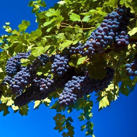 Learn How To Properly Grow Amazing Delicious Grapes!