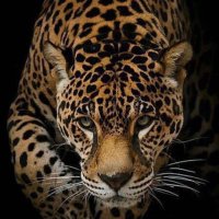 اللرال (@mv3cfbz) 's Twitter Profile