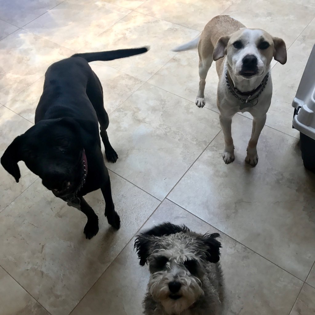 Somos 3 canitos rescatados y adoptados por @dalzs. Compartimos fotos de perritos bonitos, en adopción y cositas de @dalzpetstore