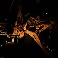 Spin'O'Saurus (@spin_o_saurus) 's Twitter Profile