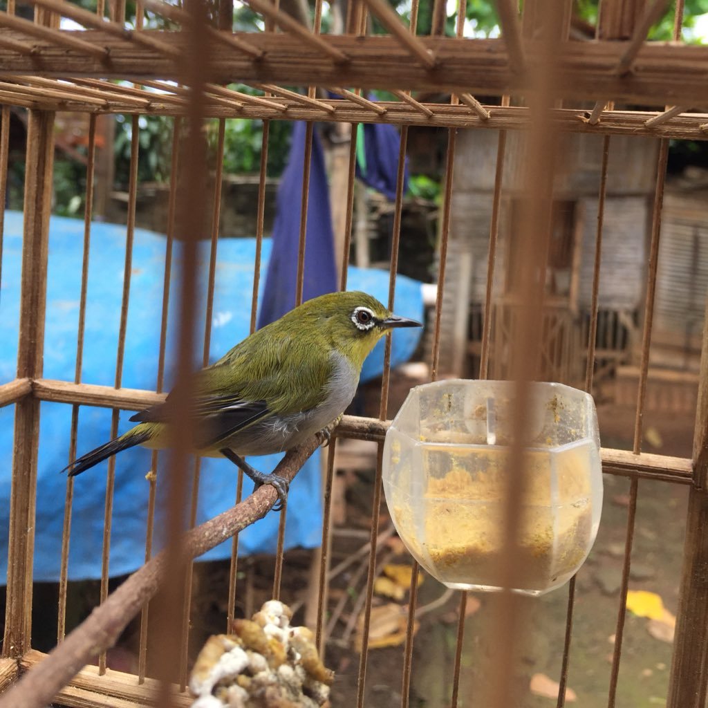 ukungzulfah's profile picture. don't be evil