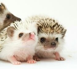 KarllaEvellyn's profile picture. Animais.