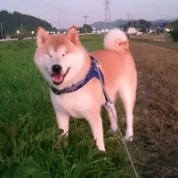 柴犬ウィッシュ&柴犬ホップ (@shibainu_wish) 's Twitter Profile Photo