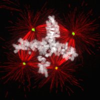Neil Ganem (Ganem Lab) (@ganemlab) 's Twitter Profile