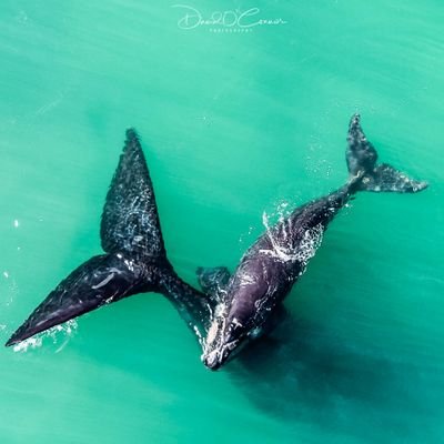 A published Aerial Photographer based in Perth, Western Australia.

Owner of Intrepid Drone Services.

A lover of Nature, Photography and Technology.