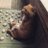 dog_and_stars