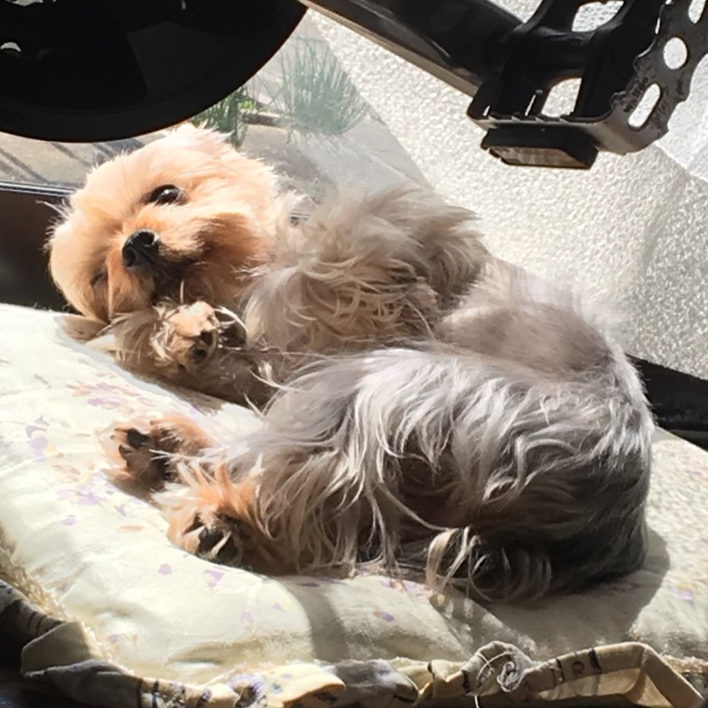 LoL、ヴァロ、鳴潮、APEXやってます。前は犬だけ飼ってましたが、猫を飼い始めたので犬猫に改名しました。動物って癒されますよね!