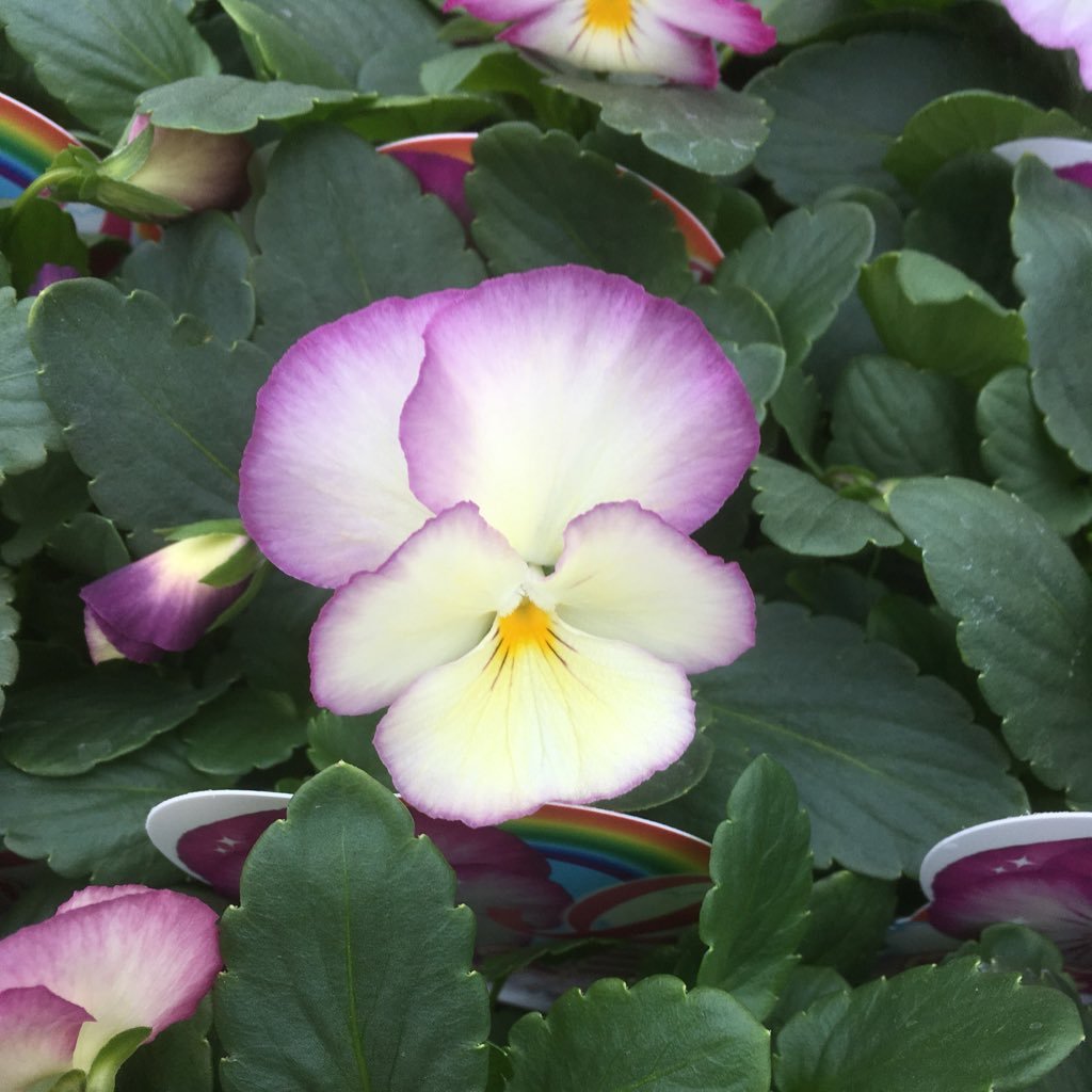 岡山県で花苗を生産してる農家です。春は栄養系のペチュニア・カリブラコア・バーベナなどを作っています。
今は仕込みの真っ最中。