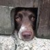 James Johnson (@stowgatefarm) Twitter profile photo James Johnson (@stowgatefarm) Twitter profile photo