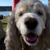 We Love Dogs, USA(@WeLoveDogsUSA) 's Twitter Profile Photo