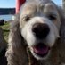 We Love Dogs, USA (@welovedogsusa) Twitter profile photo We Love Dogs, USA (@welovedogsusa) Twitter profile photo