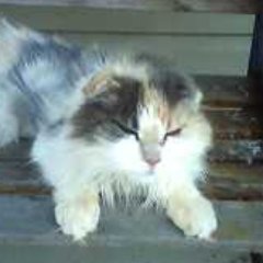 silverrun97's profile picture. Homesteader, Wife, Mom, Grandmom, Farm to table gal, Lifetime @GirlScouts Member,