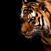 anandhan (@anandhan84) 's Twitter Profile