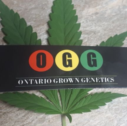 Ontario Grown Genetics