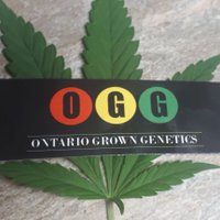 Ontario Grown Genetics(@Ontariogenetics) 's Twitter Profile Photo
