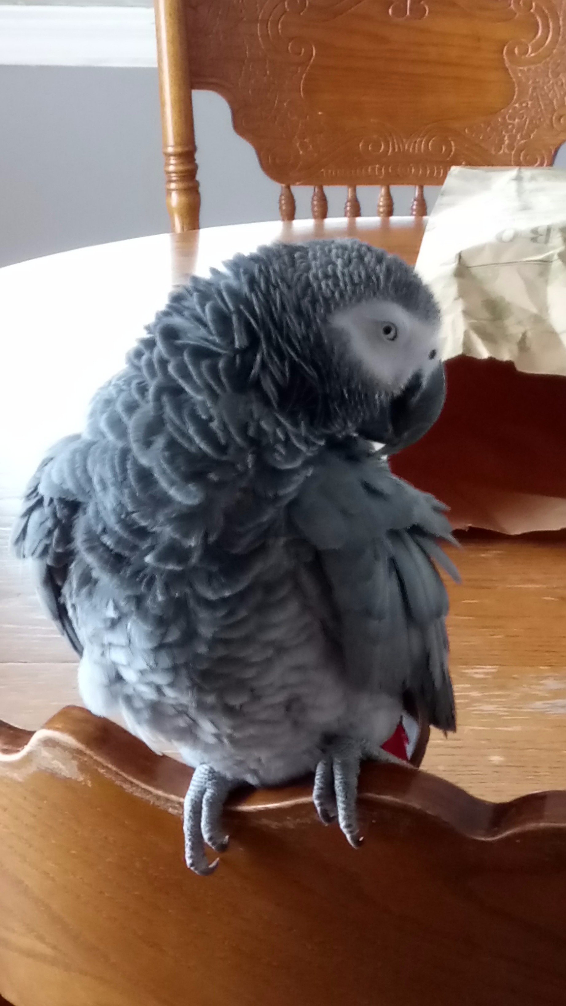 Hi, I'm a Beautiful African Grey girl with a bad tempered, i love my dad, tolerate my mom and sister, but i hate my bro, hehe. But i really love my dad!!😍