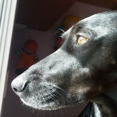 danielleiva3's profile picture. 