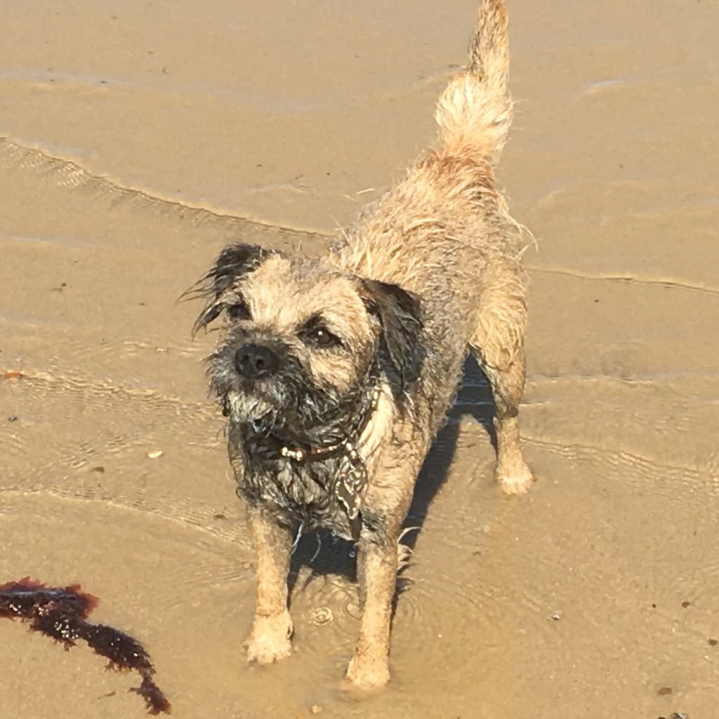 owner of (servant to) Georgie, a proud and noble border terrier